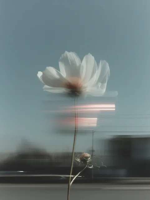 Single white cosmos flower on a tall stem against a blurred grey sky