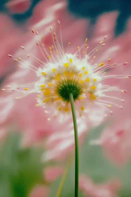 Pale pink flower with a yellow centre on a thin green stem
