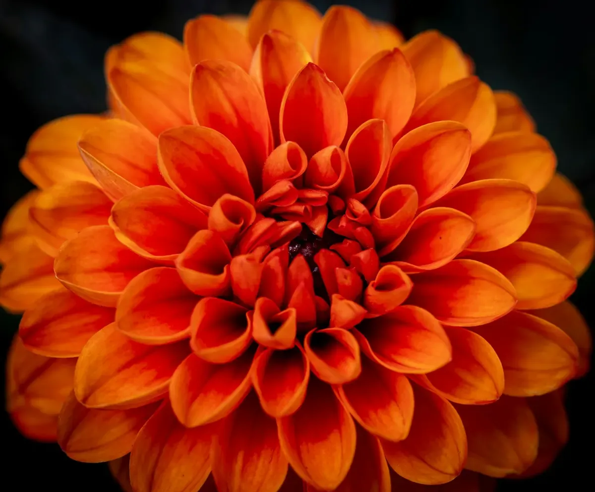 Close-up of a bright orange dahlia with tightly layered petals