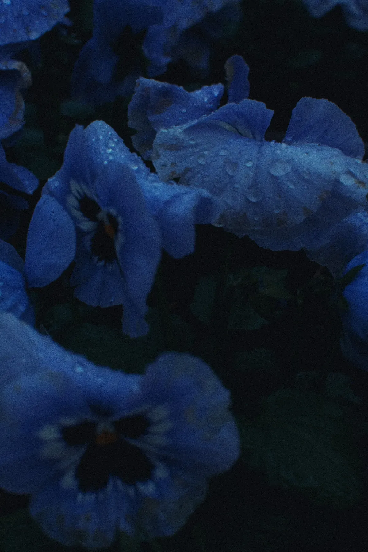 Deep blue pansies covered in drops of water in the dark